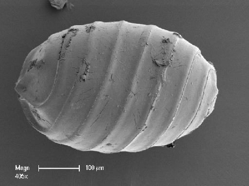 Chara fibrosa C.Agardh ex Bruzelius - OosporeSide