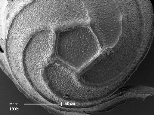 Lamprothamnium papulosum (Wallr) J.Groves - OosporeBase