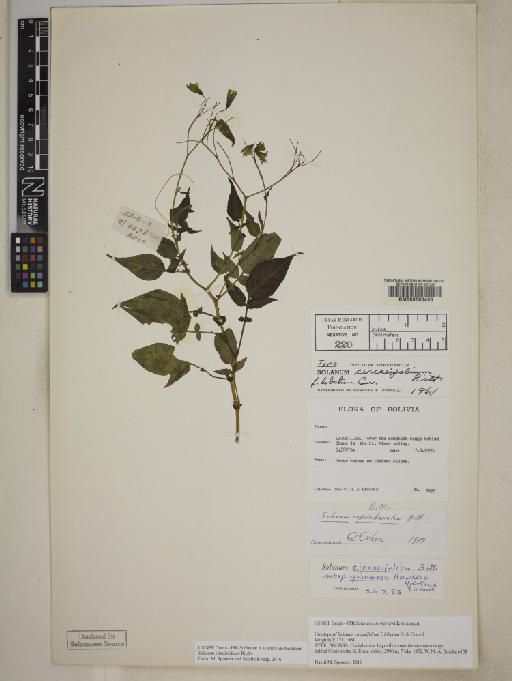 Solanum circaeifolium subsp. quimense Hawkes & Hjert. - BM000603453