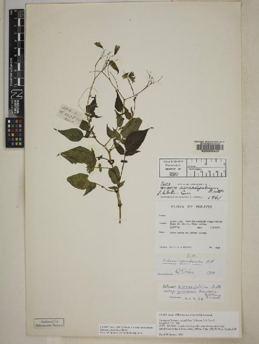 Solanum circaeifolium subsp. quimense Hawkes & Hjert. - BM000603453