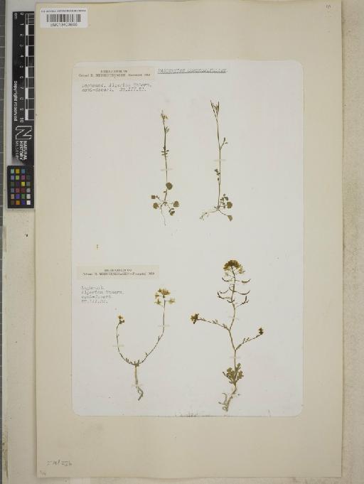 Rorippa coronopifolia (Desf.) Boiss. - BM013403903