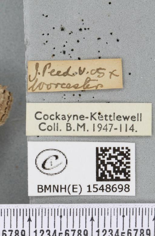 Tethea ocularis octogesimea (Hübner, 1786) - BMNHE_1548698_label_235695