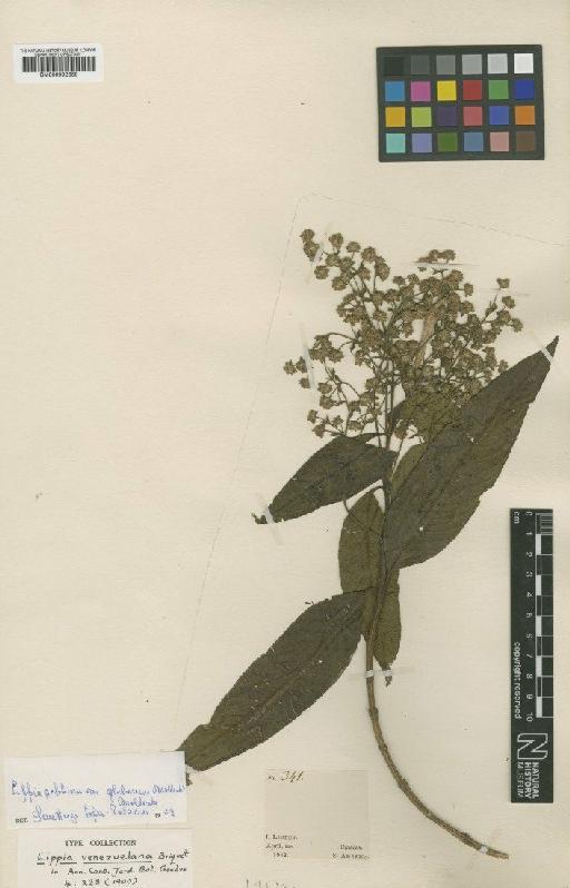 Lippia venezuelana Briq. - BM000992658