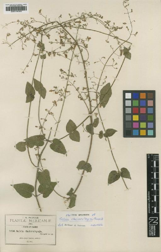 Salvia chalorothyrsa Fernald - BM000992966