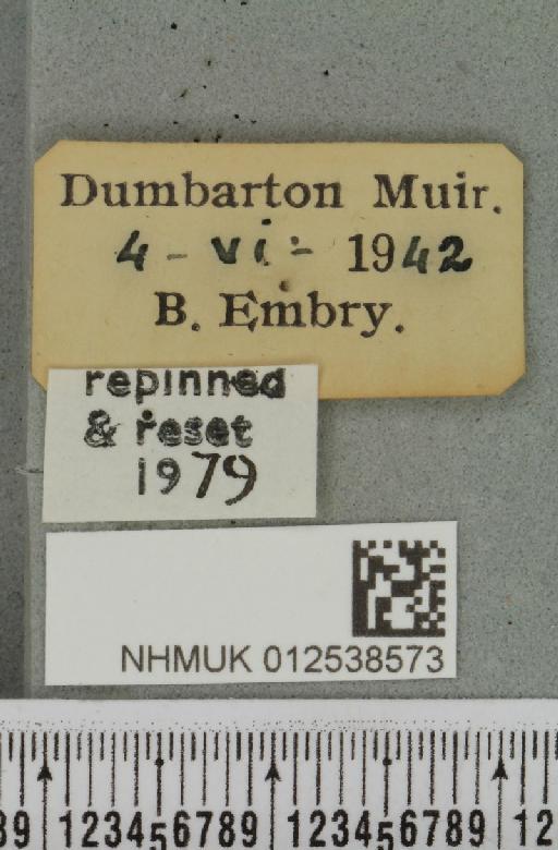 Mniotype adusta (Esper, 1790) - NHMUK_012538573_label_647729