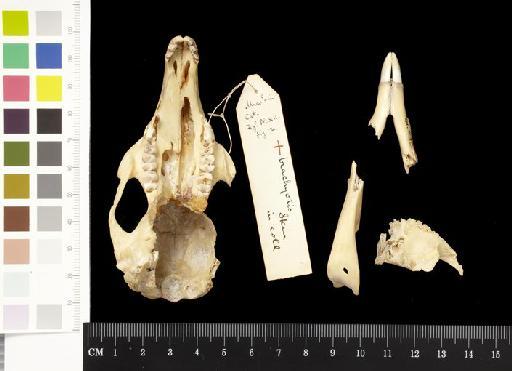 Macropus (Petrogale) brachyotis Gould, 1841 - 1841.1132_Skull_Ventral