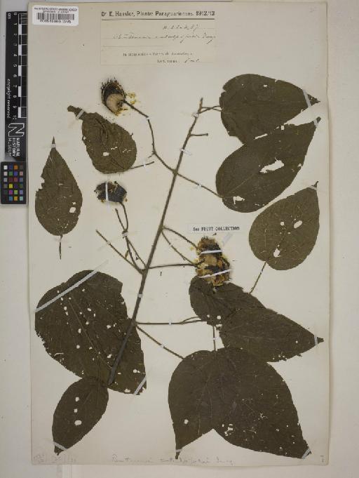 Byttneria catalpaefolia Jacq. - BM000545993