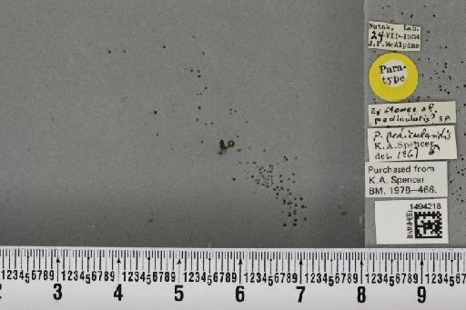 Phytomyza pedicularidis Spencer, 1969 - BMNHE_1494218_54907