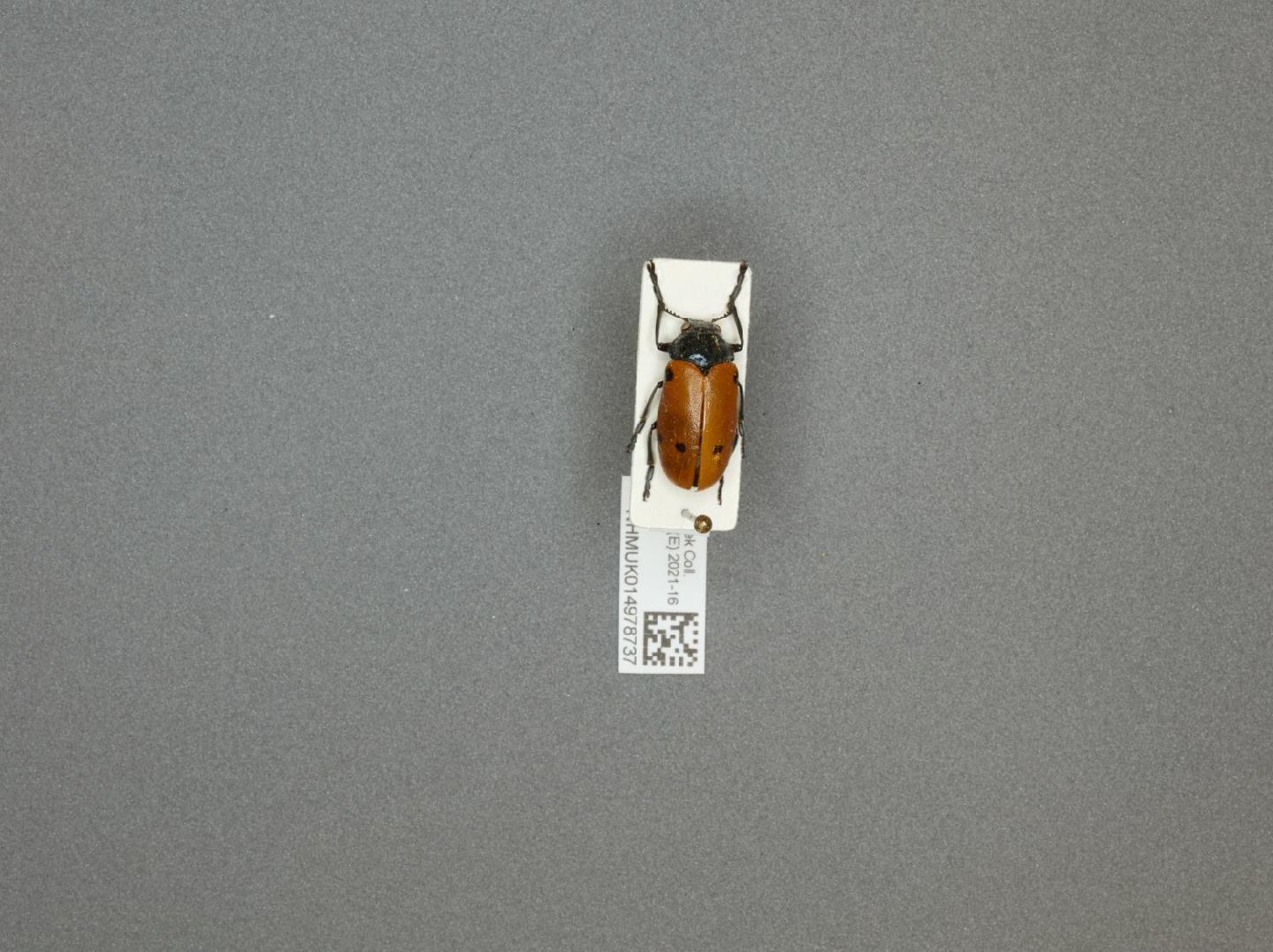 Lachnaia pubescens thumbnail