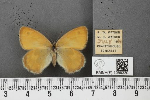 Coenonympha pamphilus ab. partimtransformis Leeds, 1950 - BMNHE_1065320_26653