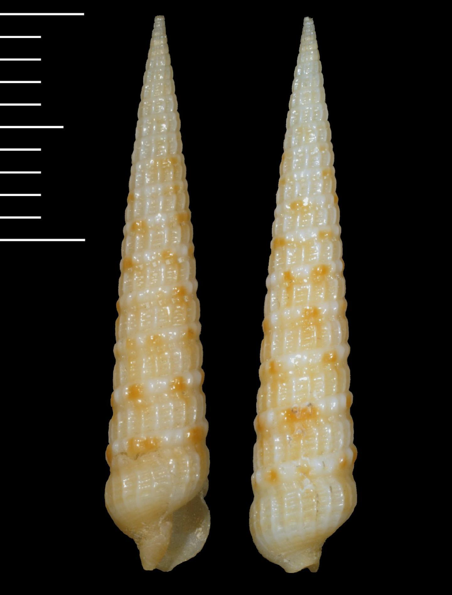 Terebra helichrysum thumbnail