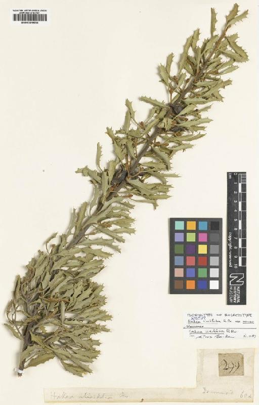Hakea ilicifolia R.Br. - BM000915696