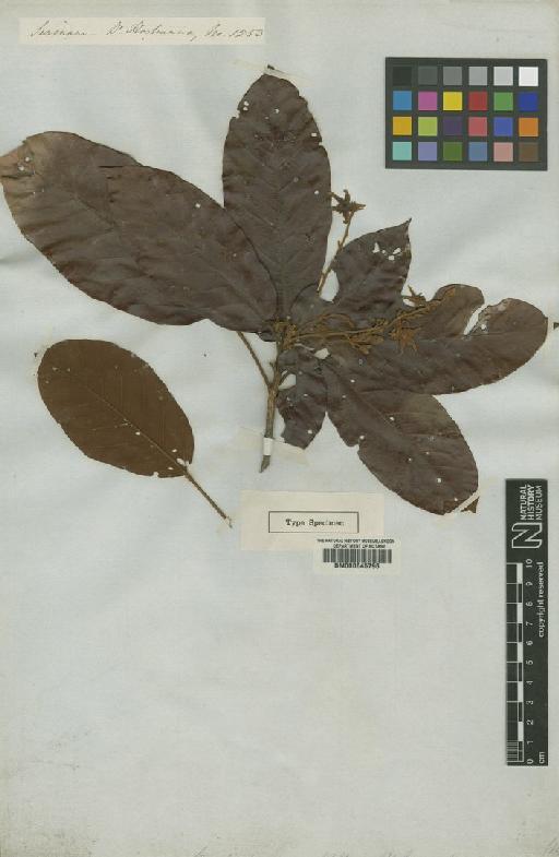 Sterculia pruriens (Aubl.) Schum - BM000645796