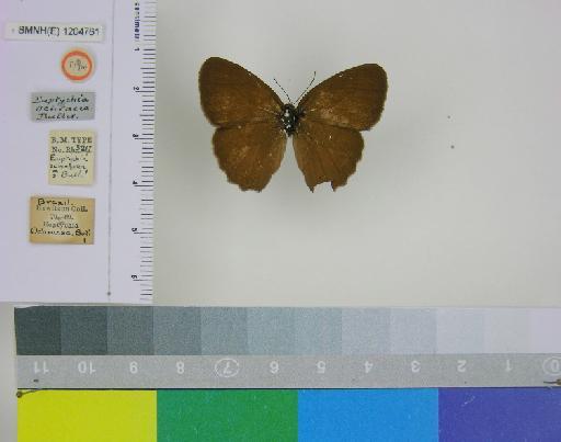 Euptychia ochracea Butler, 1867 - BMNH(E)_ 1204761_Yphthimoides_(Euptychia)_ochracea_Butler_T_male (1)