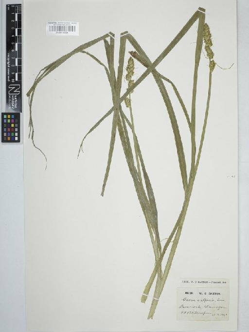 Carex otrubae Podp. - BM001130584   carex vulpina2
