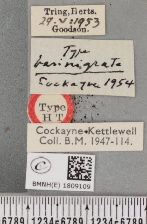 Eupithecia venosata venosata ab. basinigrata Cockayne, 1954 - BMNHE_1809109_label_383035