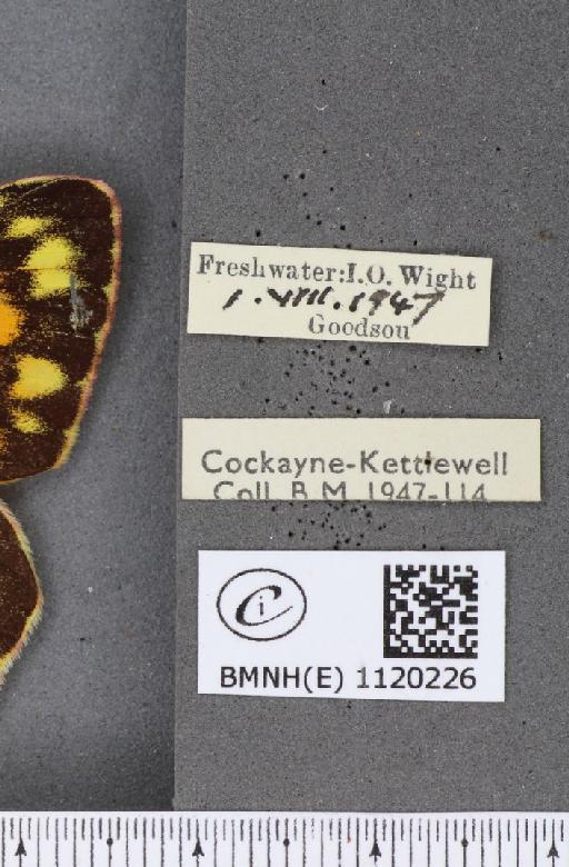 Colias croceus ab. internodimidiata Rocci, 1920 - BMNHE_1120226_label_76291