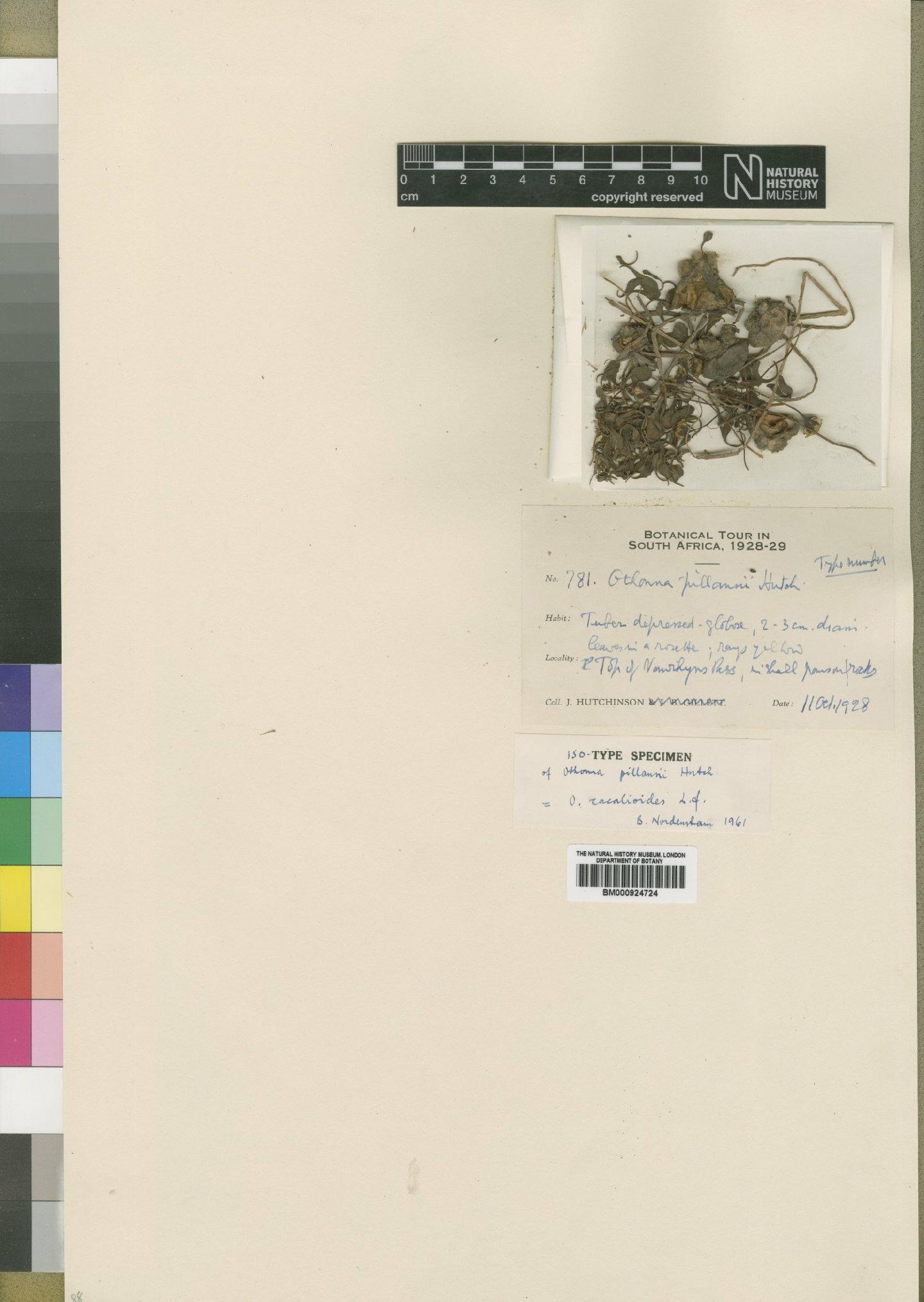 To NHMUK collection (Othonna cacalioides L.f.; Isotype; NHMUK:ecatalogue:4553365)
