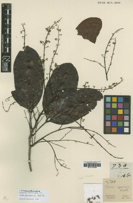 Talisia squarrosa Radlk. - BM001042329