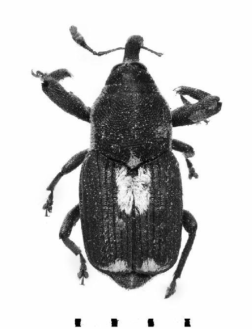 Neolaemosaccus notatus (Pascoe, 1871) - Neolaemosaccus notatus-BMNH(E)1237668-dorsal mono