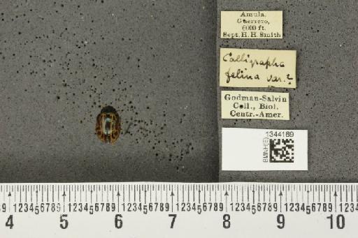 Calligrapha (Calligrapha) felina Stål, 1860 - BMNHE_1344169_16693