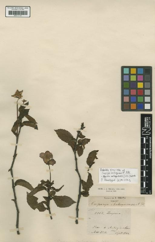 Begonia antioquensis (A.DC.) Warb. - BM001191440