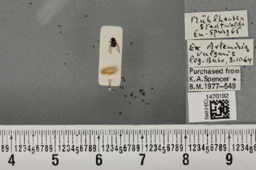 Melanagromyza artemisiae Spencer, 1957 - BMNHE_1470192_44743