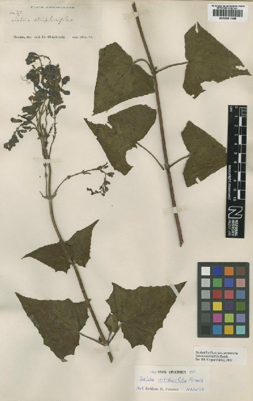 Salvia atriplicifolia Fernald - BM000811495