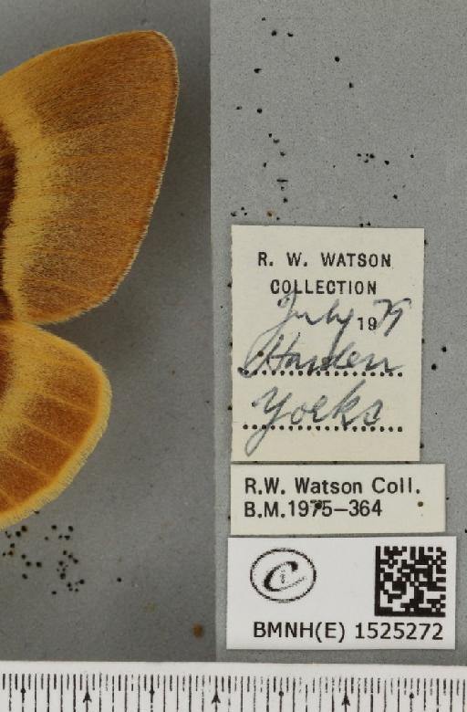 Lasiocampa quercus callunae Gillette & Palmer, 1847 - BMNHE_1525272_label_194055