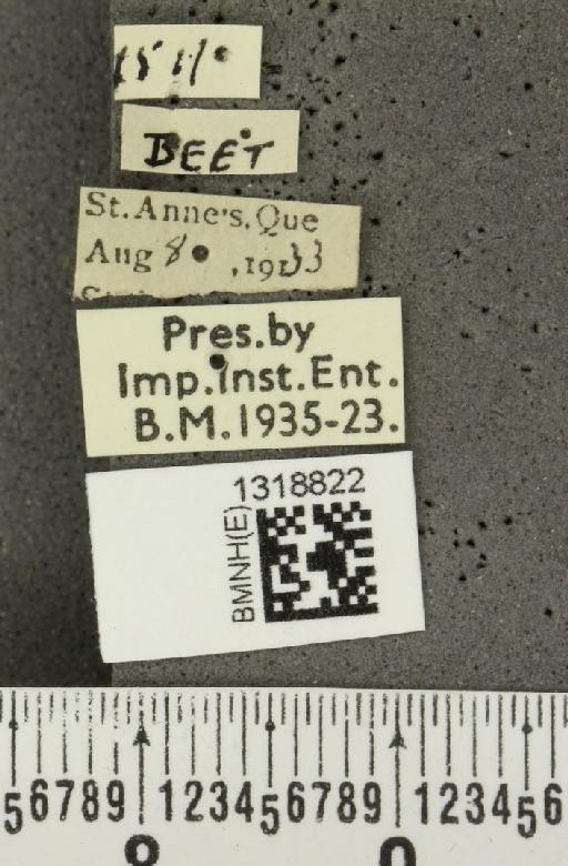 Systena frontalis (Fabricius, 1801) - BMNHE_1318822_label_26183