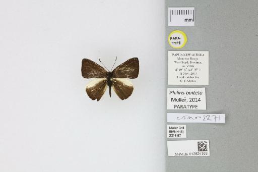 Philiris baiteta Müller, 2014 - 012824368_Philiris_baiteta_Muller_2014_PT