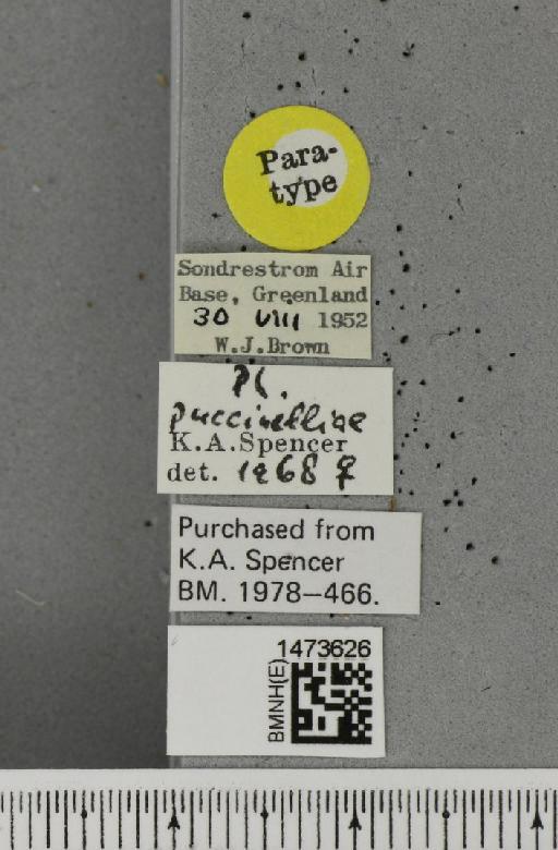 Chromatomyia puccinelliae (Spencer, 1969) - BMNHE_1473626_label_48690