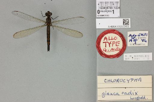 Chlorocypha radix Longfield, 1959 - 012502422_dorsal