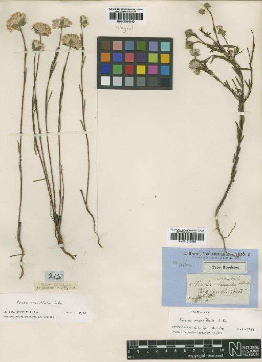 Pimelea angustifolia R.Br. - BM001015595