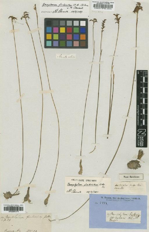 Prasophyllum fimbriatum R.Br. - BM000051672