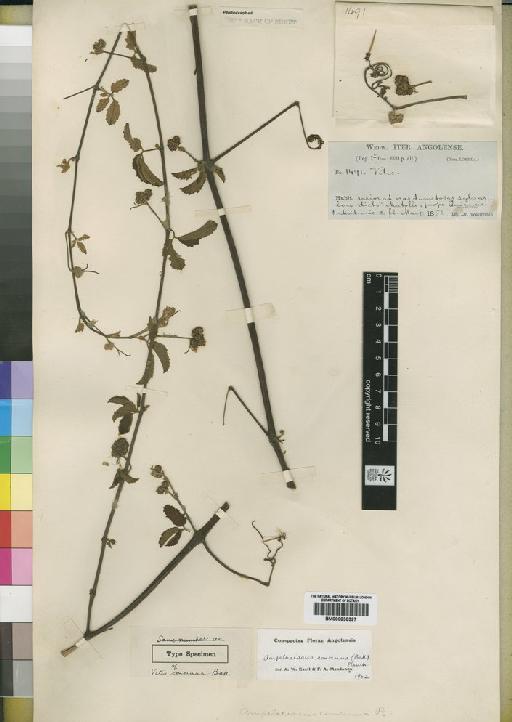 Ampelocissus concinna (Baker) Planch. - BM000838397