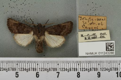 Aporophyla lueneburgensis (Freyer, 1848) - NHMUK_011243286_644411