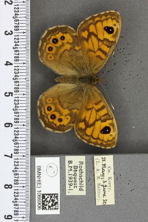 Lasiommata megera ab. bipupilla Mosley, 1896 - BMNHE_1066906_28585