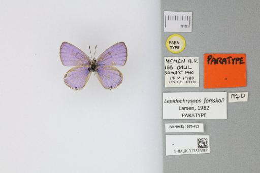 Lepidochrysops forsskali Larsen, 1982 - 013376660_Lepidochrysops_forsskali_Larsen_1982_PT