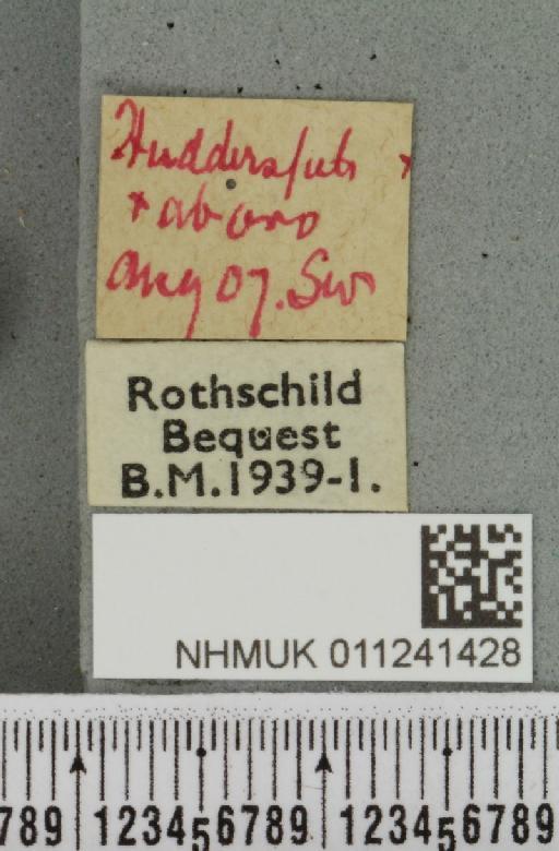 Antitype chi ab. nigrescens Tutt, 1892 - NHMUK_011241428_label_642531