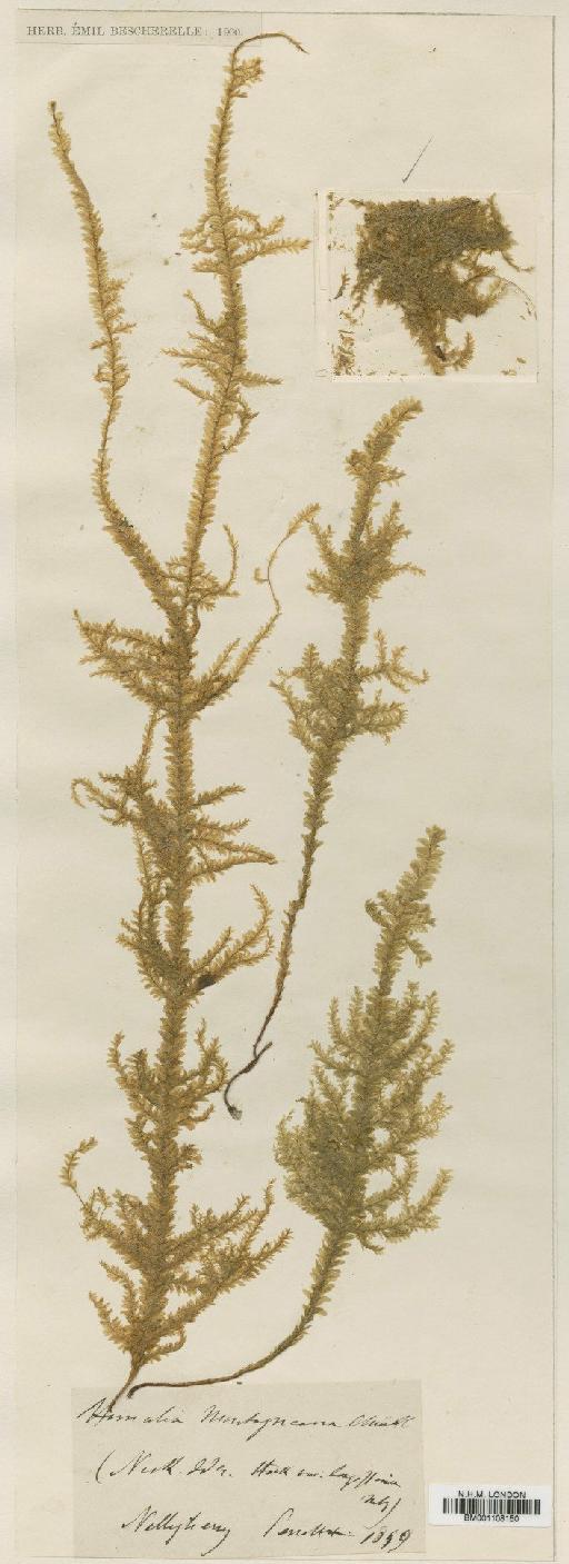 Homaliodendron montagneanum (Müll.Hal.) M.Fleisch. - BM001108150