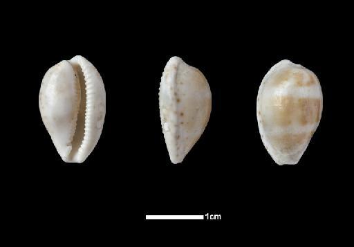 Cypraea bicolor Gaskoin, 1849 - 1854.1.28.11