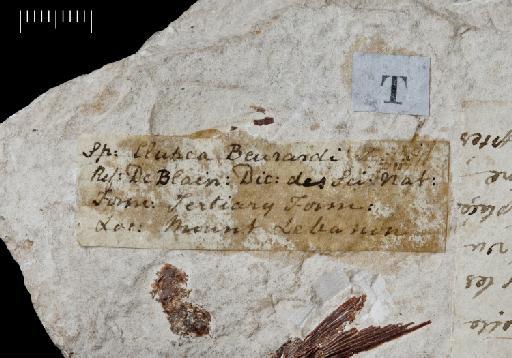 Armigatus brevissimus Blainville, 1818 - Image of NHMUK PV P 3825 Clupea