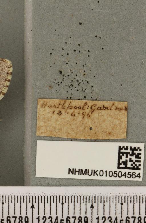 Acronicta menyanthidis menyanthidis (Esper, 1798) - NHMUK_010504564_label_561892