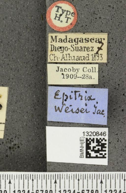 Epitrix weisei Jacoby, 1897 - BMNHE_1320846_label_25111