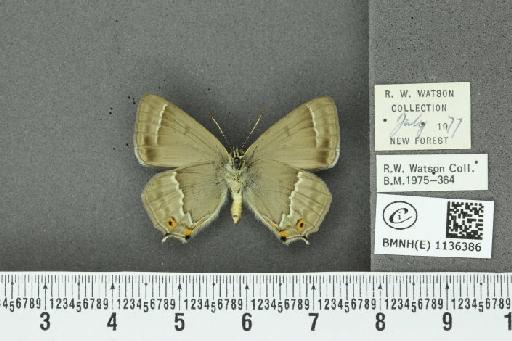 Neozephyrus quercus (Linnaeus, 1758) - BMNHE_1136386_94121