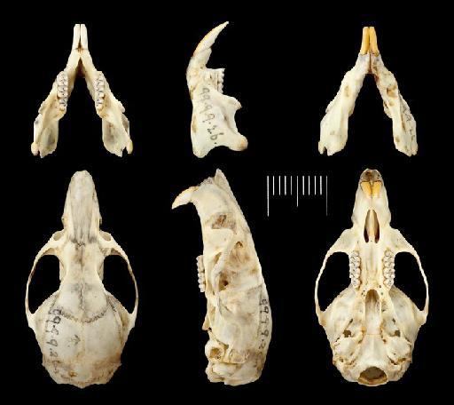 Oryzomys auriventer Thomas, 1899 - Oryzomys_auriventer_skull_1899.9.9.26