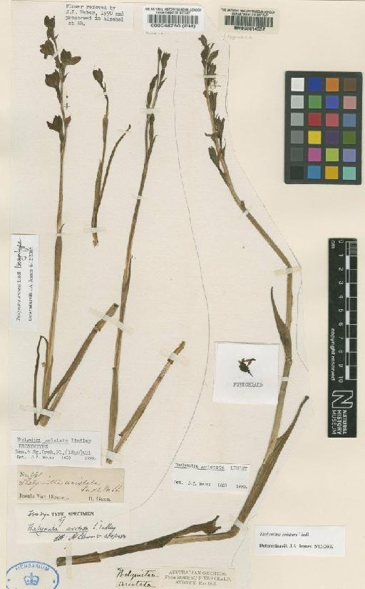 Thelymitra aristata Lindl. - BM000048760