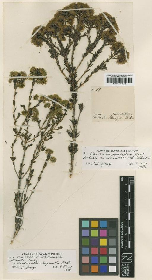 Verticordia chrysantha Endl. - BM001015015