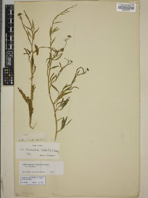 Cakile lanceolata subsp. lanceolata - BM000889596